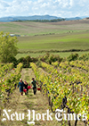 Photo caption: The annual harvest of the sangiovese grapes at the tiny Colombaia winery outside Siena. Photo credit: Susan Wright for The New York Times